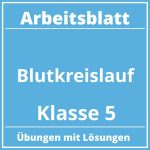 Blutkreislauf Arbeitsblatt Klasse 5